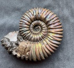 осенний красавчик (Peltoceras arduennense)