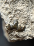 Tamiobatis