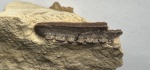зуб Polyrhizodus longus