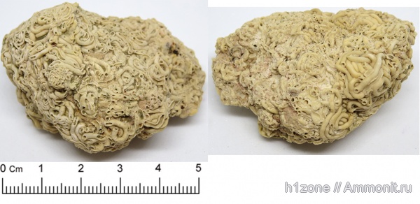 серпулы, кольчатые черви, Serpula, Serpulidae