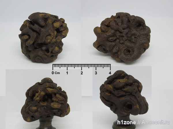 мел, губки, ?, Plocoscyphia, Беловодка