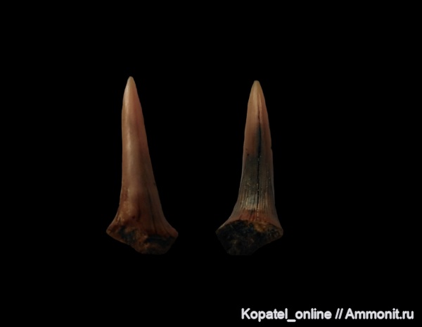 мел, зубы, кампан, Scapanorhynchus, Карякино