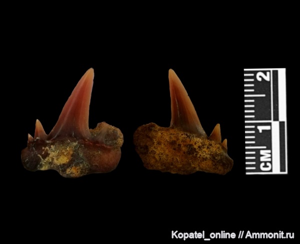 мел, зубы, акулы, кампан, Scapanorhynchus, Карякино
