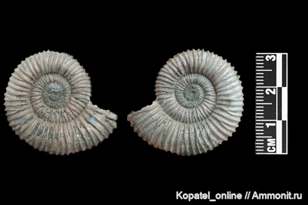 аммониты, юра, келловей, Peltoceras, Дубки, Peltoceras arduennense