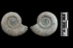 Peltoceras arduennense