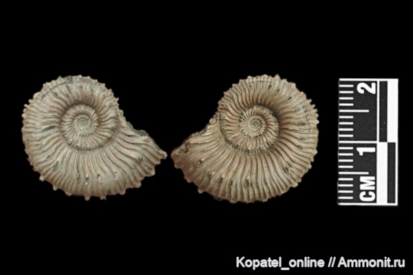 аммониты, юра, Kosmoceras, келловей, Дубки