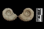 Kosmoceras duncani