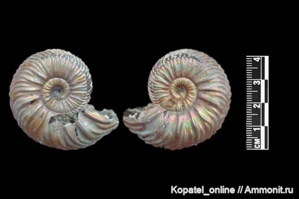 аммониты, юра, келловей, Quenstedtoceras, Дубки, Quenstedtoceras paucicostatum