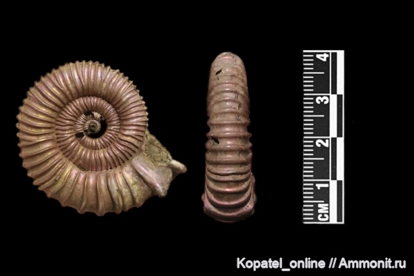 аммониты, юра, келловей, Peltoceras, Дубки