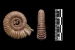 Хорошенький Peltoceras