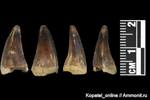 мел, зубы, мозазавры, кампан, Mosasauridae