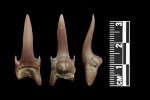 Scapanorhynchus мечты