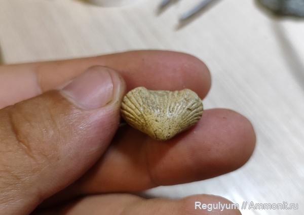 брахиоподы, плеченогие, Rhynchonellida, Belbekella