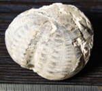Echinocorys