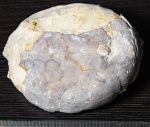 Echinocorys