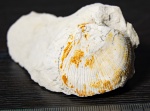 Spondylus