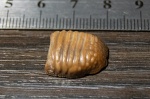 Ptychodus