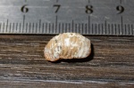 Ptychodus