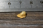 Ptychodus