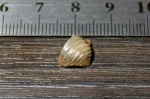 Ptychodus