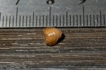 Ptychodus