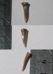 Scapanorhynchus без корня