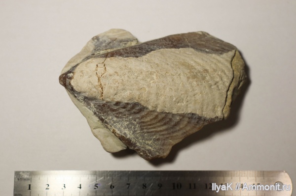 моллюски, мел, мезозой, Самарская область, Inoceramus, Новодевичье