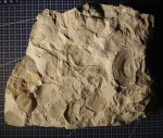 Брахиоподы Meekella sp.