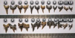 Это все Archaeolamna или есть представители других родов?