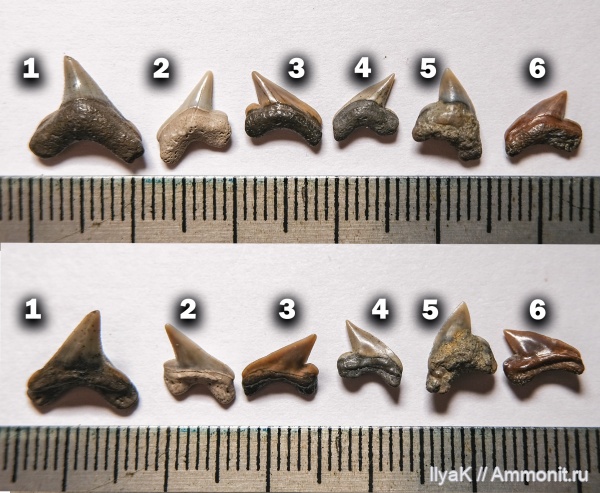 мел, рыбы, акулы, сеноман, Paleoanacorax