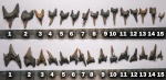 Кто есть кто? Pseudoscapanorhynchus или Protolamna? Кто есть кто? Pseudoscapanorhynchus или Protolamna?