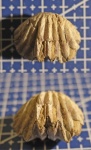 Брахиопода Russirhynchia sp.