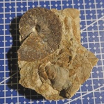 Garniericeras subclipeiforme