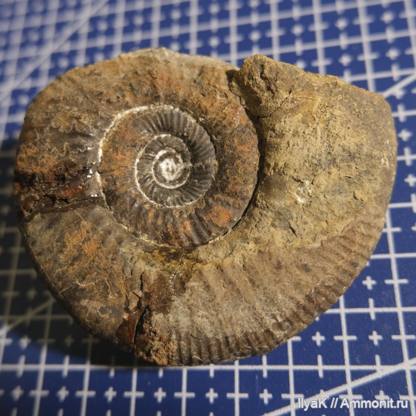 аммониты, юра, мезозой, келловей, Perisphinctidae, Anaplanulites