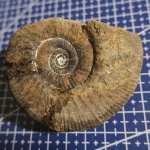 Anaplanulites sp. (но это не точно) Anaplanulites sp. (но это не точно)