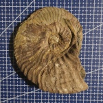 Deshayesites sp.