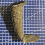 Sororistirps sp.