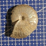Garniericeras subclipeiforme