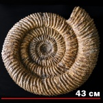 Speetoniceras versicolor