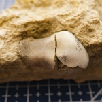 Deltodus (?)