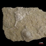 Морская лилия Ulocrinus sp.