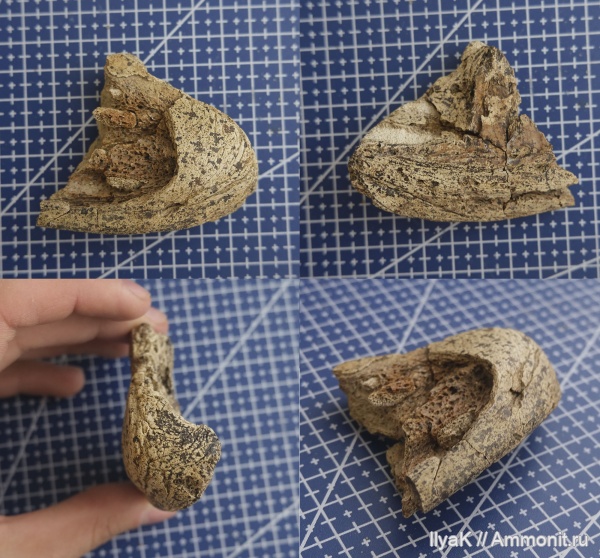 мезозой, химеры, сеноман, Малый Пролом