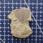 Пигидий трилобита Ditomopyge mosquensis (?)