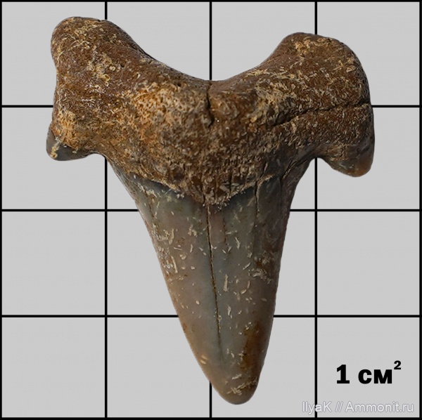 рыбы, акулы, Волгоградская область, Otodus minor