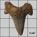Otodus minor