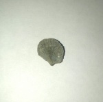 Брахиопода Spinatripa sp.