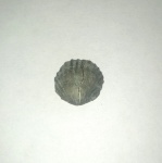 Брахиопода Spinatripa sp.