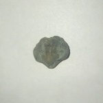Брахиопода Anathyris sp.