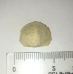 Брахиопода Stropheodonta sp.