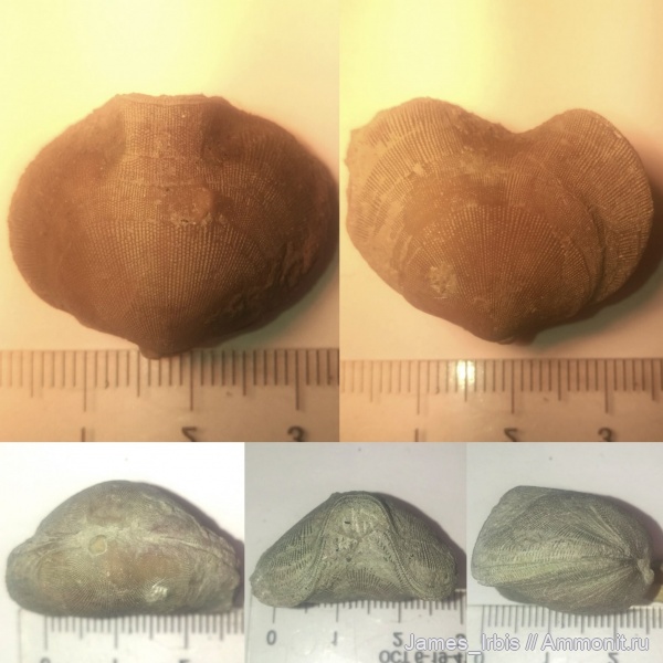 брахиоподы, средний ордовик, Дарривильский ярус, Porambonites reticlatus